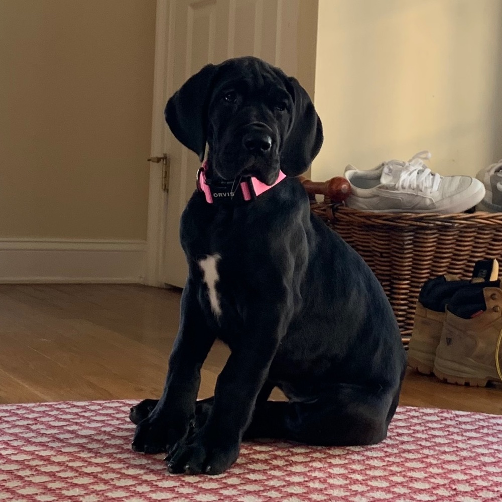 Meet your Posher, Bailey